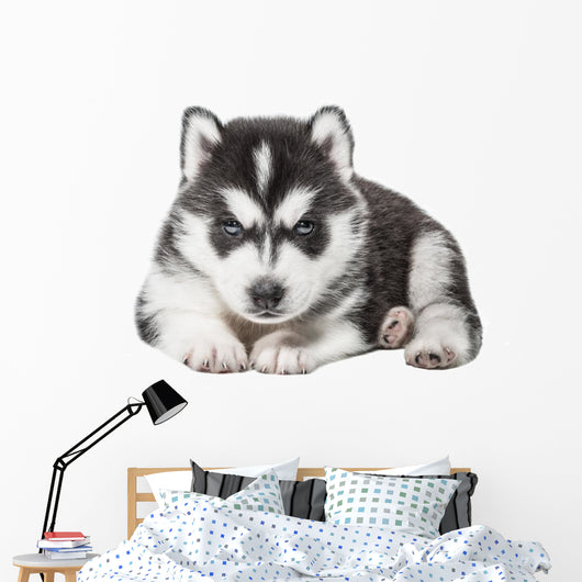 Puppy Portrait - Husky Wall Decal