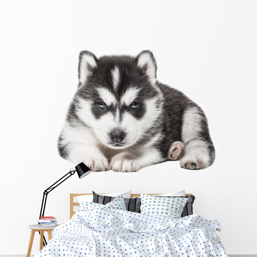 Puppy Portrait - Husky Wall Decal