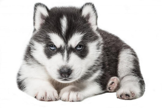 Puppy Portrait - Husky Wall Decal