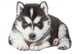 Puppy Portrait - Husky Wall Decal