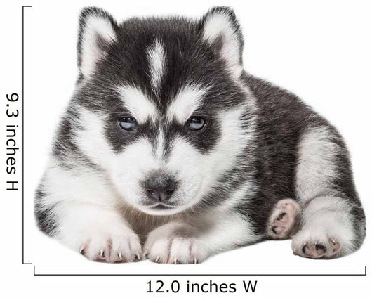 Puppy Portrait - Husky Wall Decal