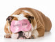 Beautyrest Dog Sleeping Wall Decal