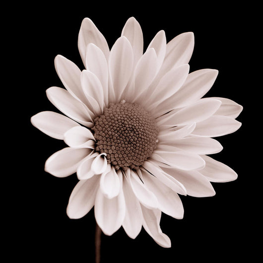 Daisy Wall Mural