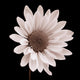 Daisy Wall Mural