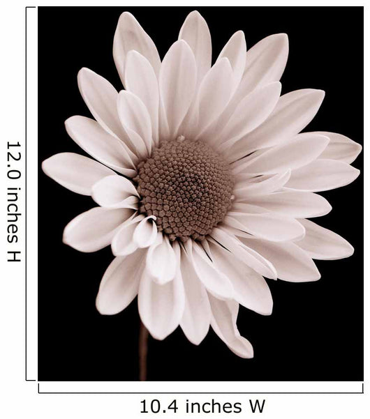 Daisy Wall Mural