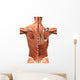 Muscular Anatomy of the Back Wall Decal