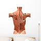 Muscular Anatomy of the Back Wall Decal