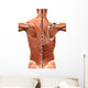 Muscular Anatomy of the Back Wall Decal