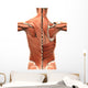 Muscular Anatomy of the Back Wall Decal