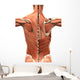 Muscular Anatomy of the Back Wall Decal