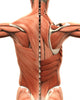Muscular Anatomy of the Back Wall Decal