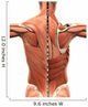 Muscular Anatomy of the Back Wall Decal