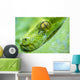Green Tree Python Wall Decal