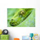 Green Tree Python Wall Decal