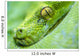 Green Tree Python Wall Decal