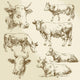 hand drawn cows Wall Decal