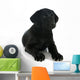 Puppy Labrador Retriever Wall Decal