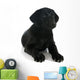 Puppy Labrador Retriever Wall Decal