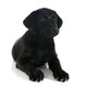 Puppy Labrador Retriever Wall Decal