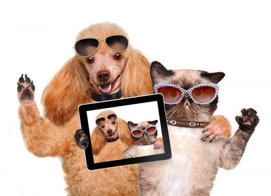 Cool Dog with Cat Taking a Selfie with Sunglasses Wall Decal