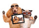 Cool Dog with Cat Taking a Selfie with Sunglasses Wall Decal