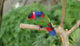 Black-capped Lory Wall Mural