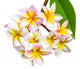 Leelawadee flower isolated Wall Decal