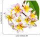 Leelawadee flower isolated Wall Decal