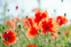 Red Poppy Color Summer