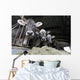 Cows Farm Wall Decal
