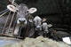 Cows Farm Wall Decal