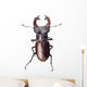 Stag Beetle Lucanus Cervus Isolated on White Background Wall Decal