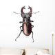 Stag Beetle Lucanus Cervus Isolated on White Background Wall Decal