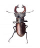 Stag Beetle Lucanus Cervus Isolated on White Background Wall Decal