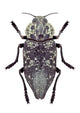 Beetle Metallic Wood Borer Capnodis Cariosa Wall Decal