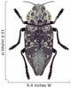 Beetle Metallic Wood Borer Capnodis Cariosa Wall Decal