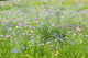 Flower Meadow