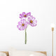 Cosmos