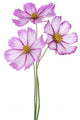 Cosmos