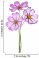 Cosmos