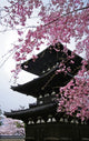 Cherry Blossom and Pagoda in Spring Wall Mural