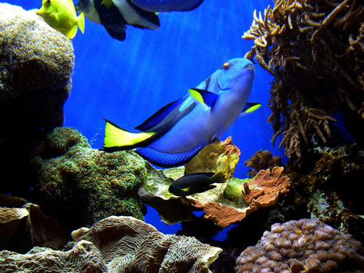 Finding Nemo's Dory Wall Mural