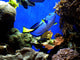 Finding Nemo's Dory Wall Mural