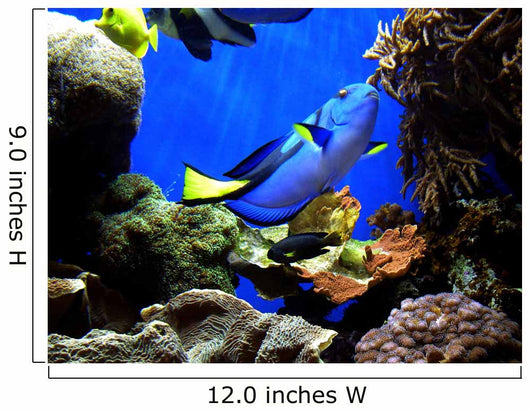 Finding Nemo's Dory Wall Mural