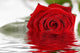 Red Rose Laying on a Mirror Wall Mural