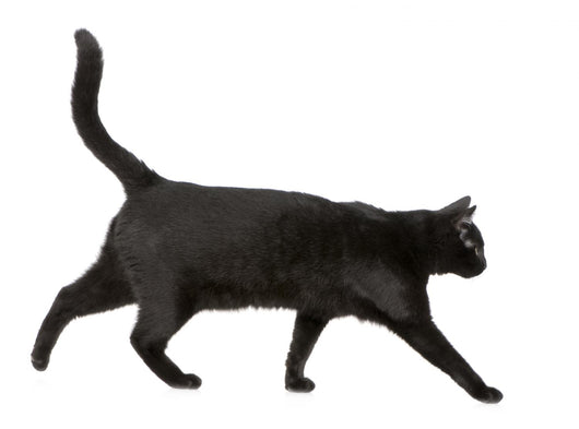Black cat Wall Decal