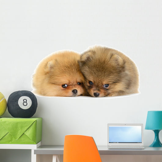 Pomeranian Puppy Wall Decal