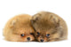 Pomeranian Puppy Wall Decal