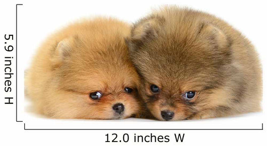 Pomeranian Puppy Wall Decal