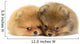 Pomeranian Puppy Wall Decal